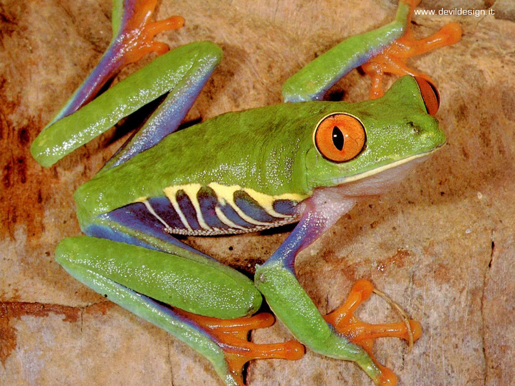 frog 3 copia